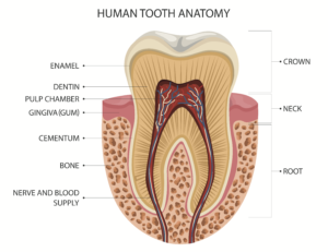 Human Tooth Anatomy - does root canal really save the teeth?